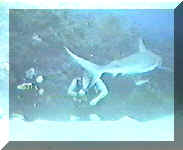 blackbeard_2001_shark_dive