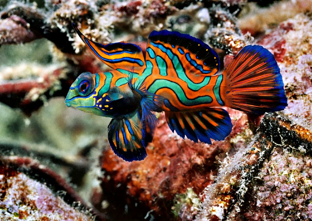 PALAU-Mandarin-Fish.jpg