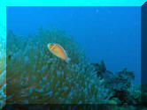 ClownFish on the Bichu Maru