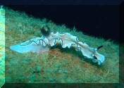 Nudibranch