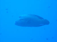 Blue Corner Napoleon Wrasse