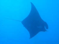 Black Mantas