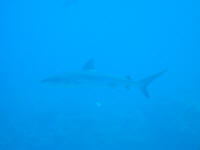 Gray Reef Shark