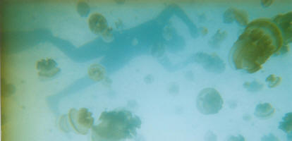 Jodie on the surface at Jellyfish Lake