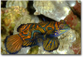 Mandarin Fish Lake