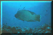 wrasse Palau